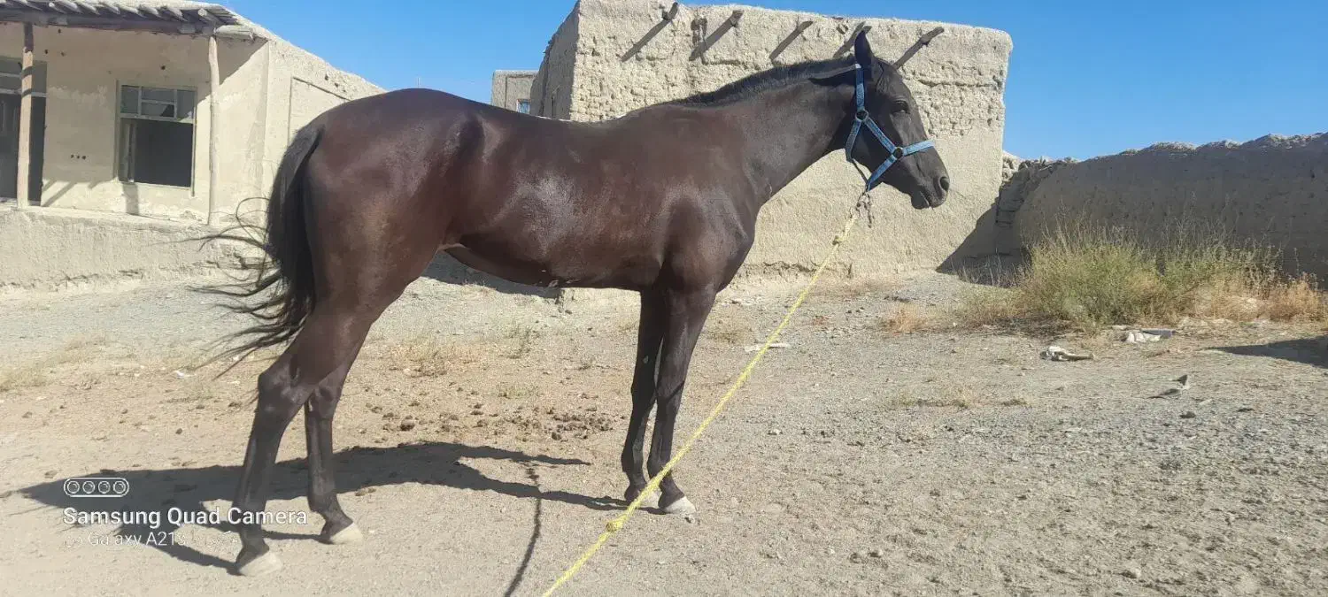 اسب|اسب و تجهیزات اسبسواری|مشهد, بالا خیابان|دیوار