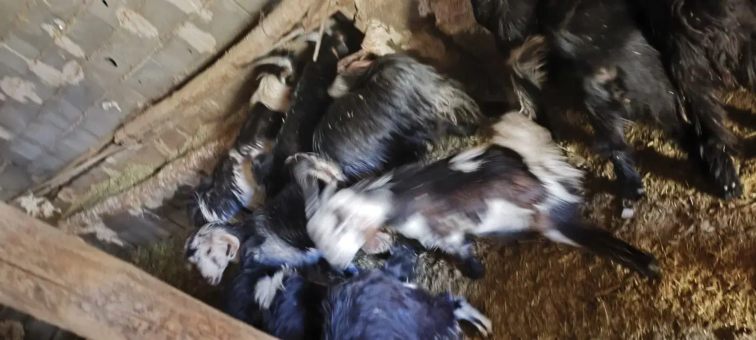 کهره نر و ماده|حیوانات مزرعه|لردگان, |دیوار