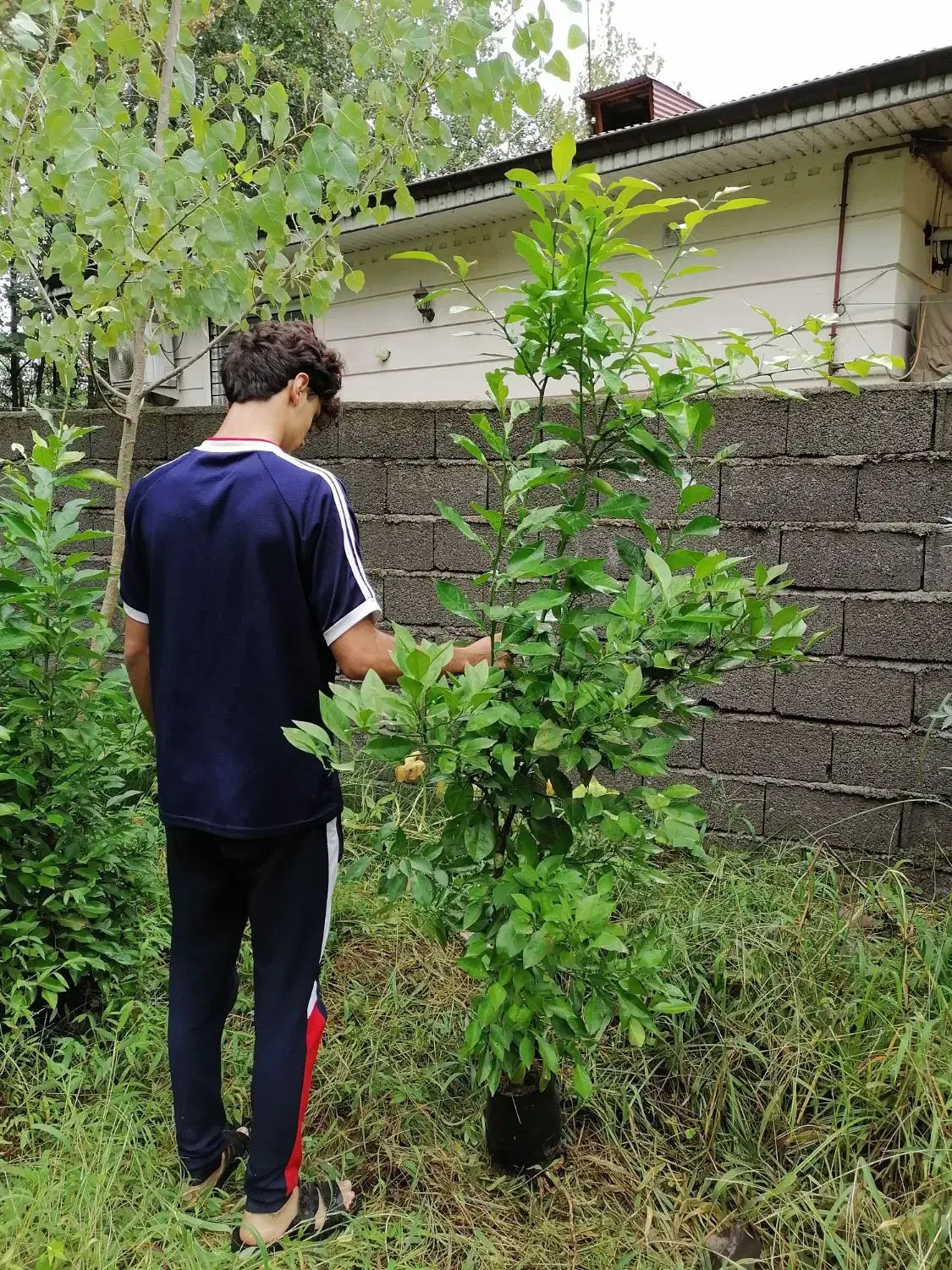 نهال نارنج شیرازی،ازگیل ژاپنی(انبوه)،سرونازشیرازی|خدمات باغبانی و درختکاری|لاهیجان, بازکیاگوراب|دیوار