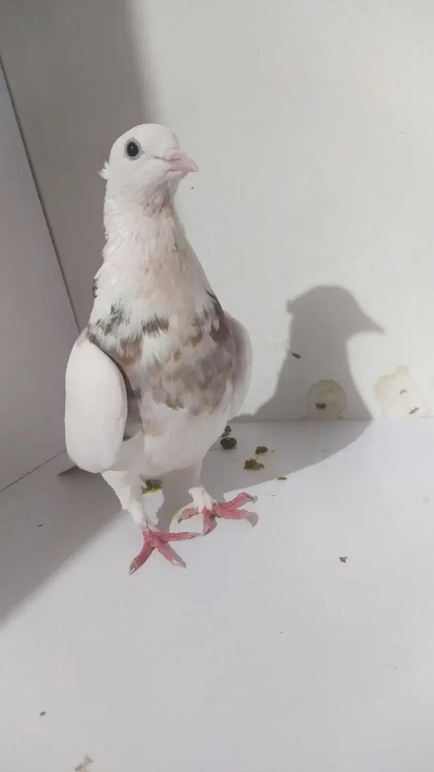 طوقی ماده|پرنده|رباط‌کریم, رباط‌کریم|دیوار