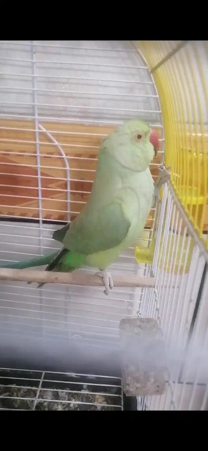 فروشی|پرنده|چترود, |دیوار