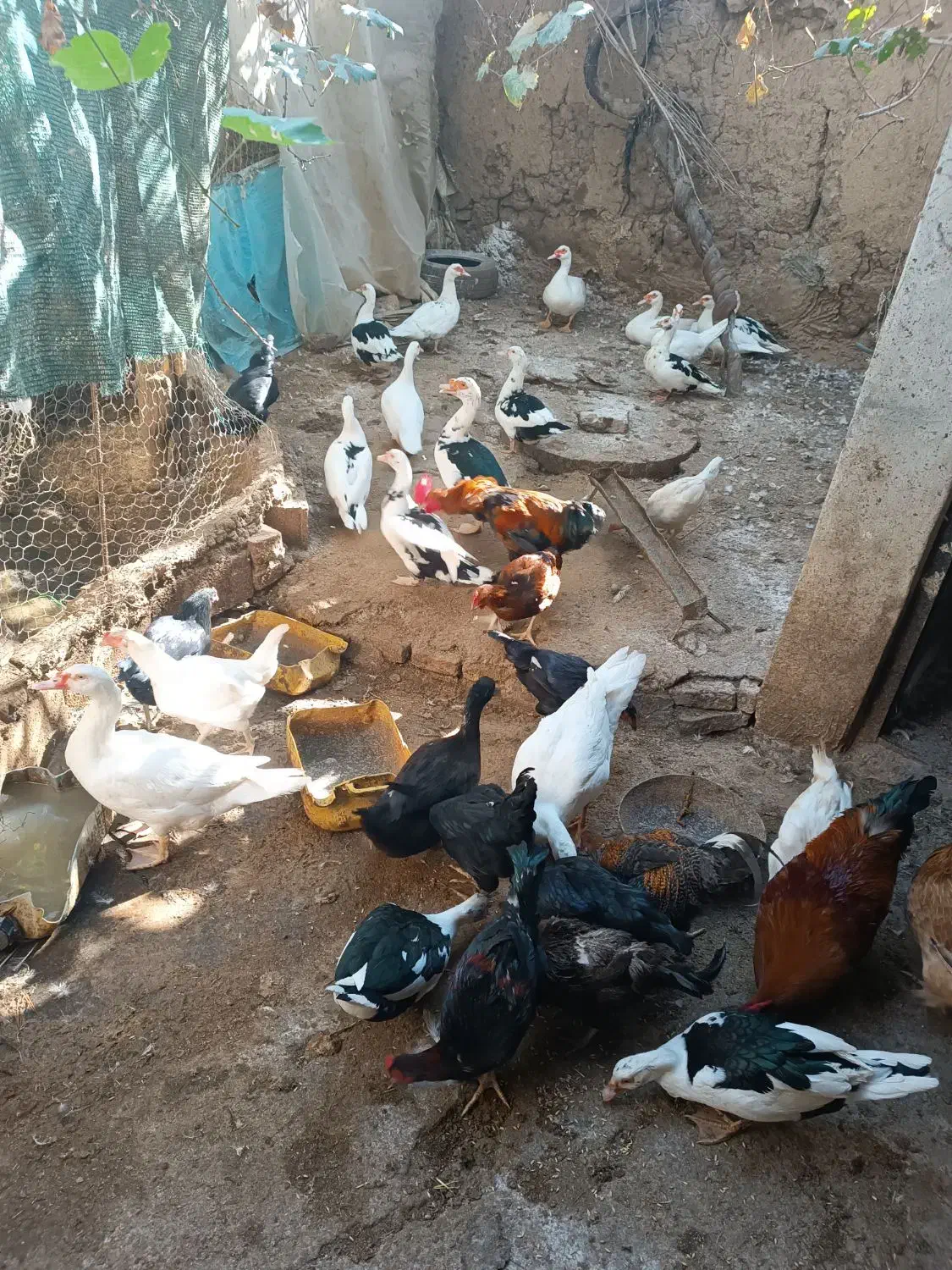 فروش اردک و مرغ ،یکجا|حیوانات مزرعه|سنگدوین, |دیوار