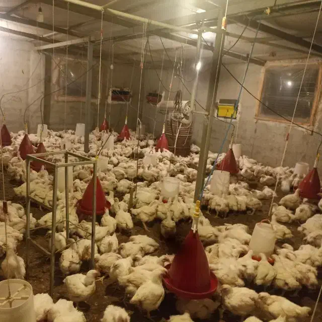 مرغ گوشتی ارگانیک|حیوانات مزرعه|ساری, |دیوار