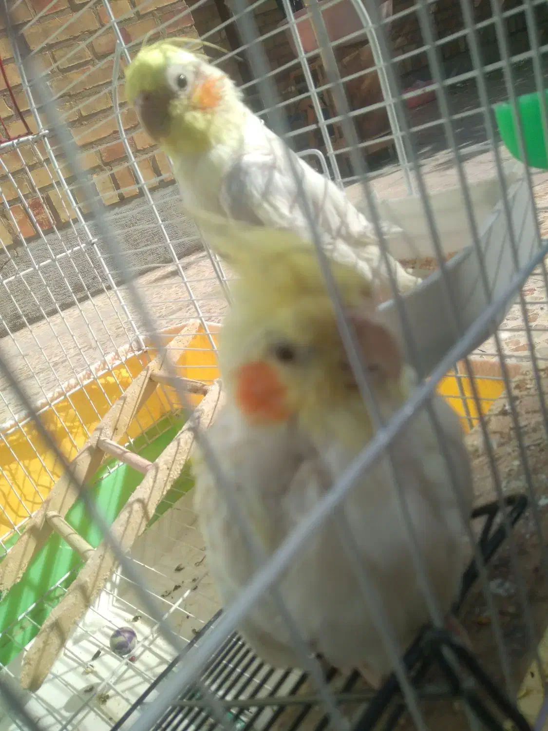 عروس هلندی|پرنده|ایذه, |دیوار