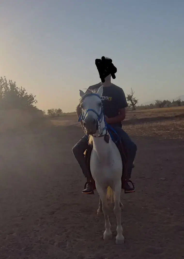 اسب مادیون|اسب و تجهیزات اسب‌سواری|نوبران, |دیوار