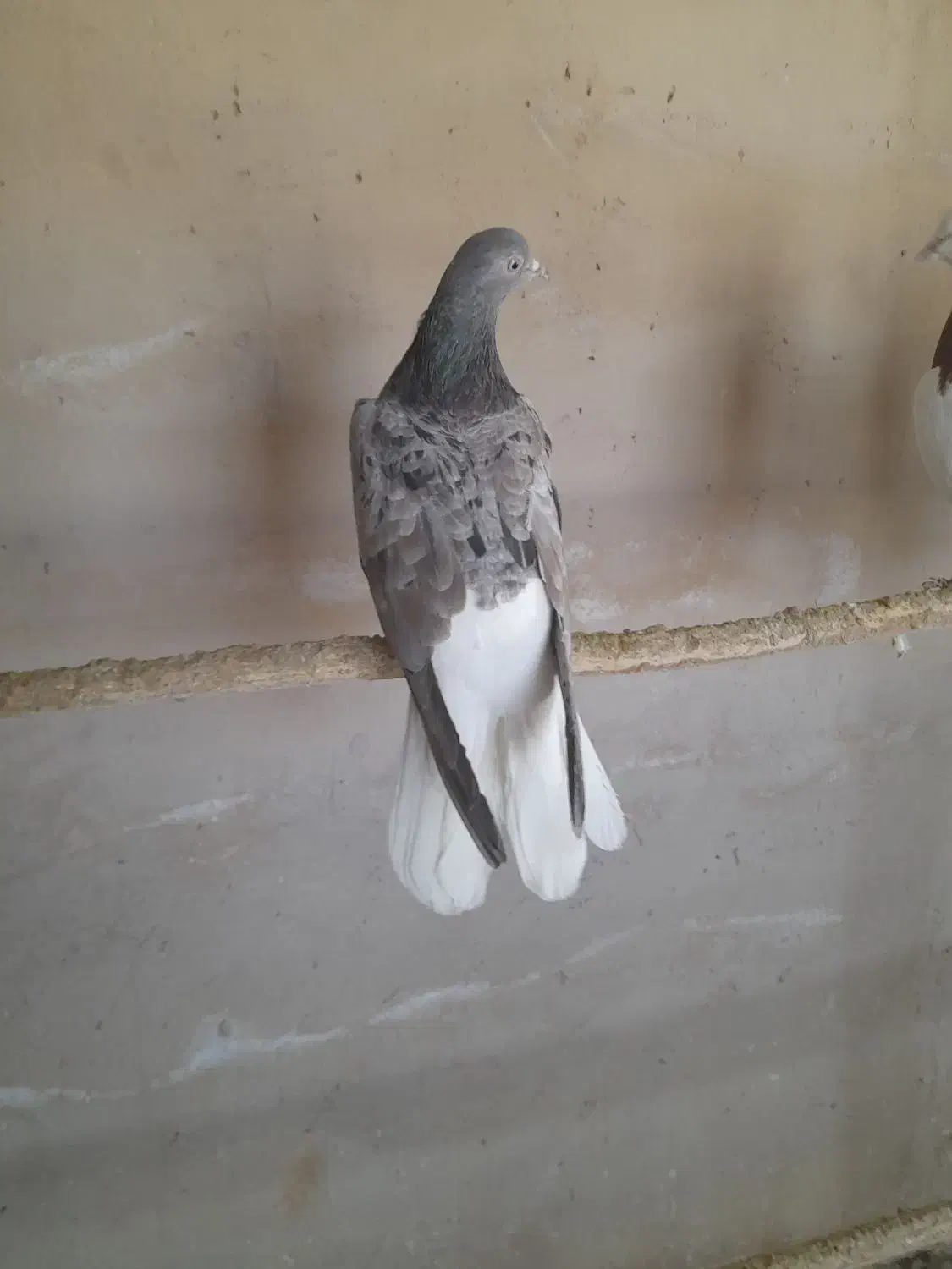 مایدوم|حراج|همدان, |دیوار