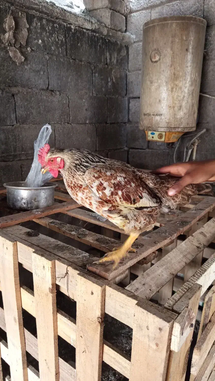 مرغ و خروس|حیوانات مزرعه|رودان, |دیوار