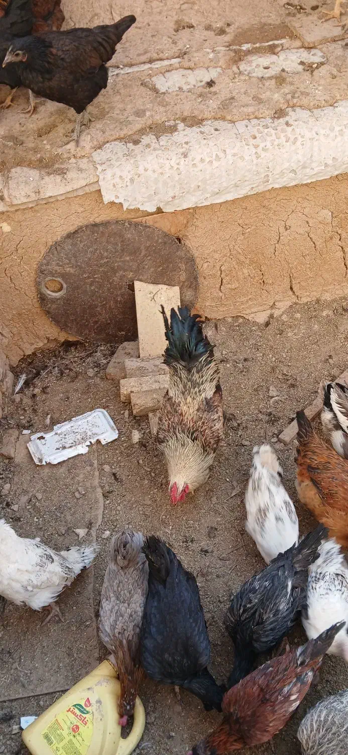 فروش مرغ وخروس وجوجه بوقلمون|حیوانات مزرعه|شهرکرد, |دیوار