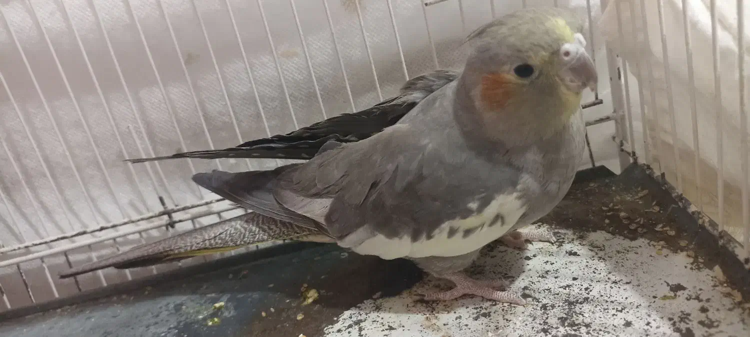 عروس هلندی ماده|پرنده|تربت جام, یحیی آباد|دیوار