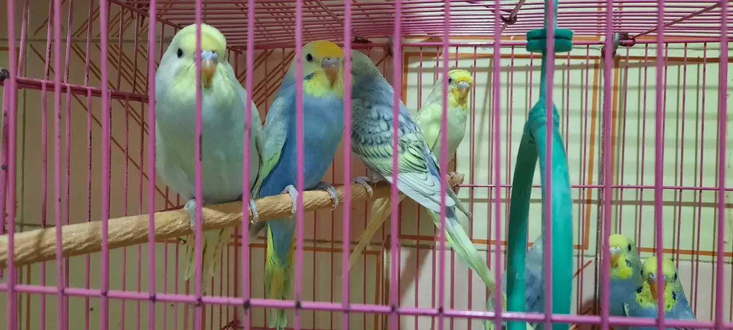 مرغ عشق|پرنده|خاش, |دیوار