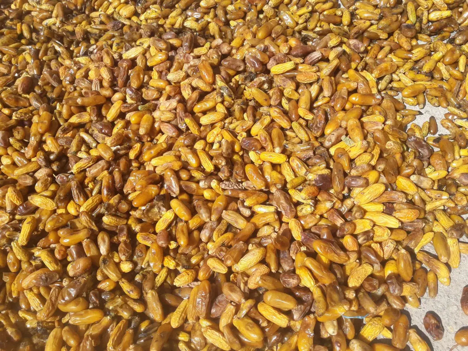 خرمای مگ برای خوراک دام|خوردنی و آشامیدنی|خفر, |دیوار