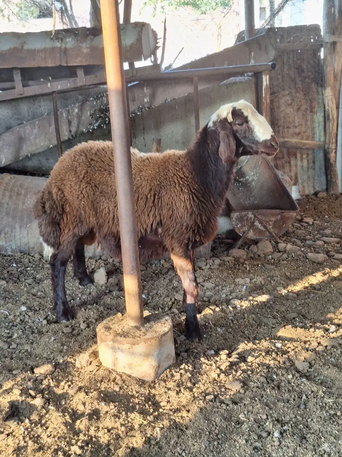 قوچ و توقلی|حیوانات مزرعه|بندر ترکمن, |دیوار