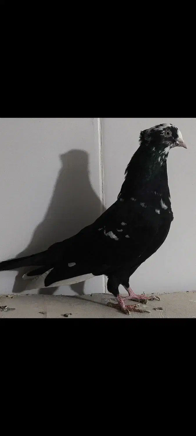 کبوتر|پرنده|مرودشت, شهرک مهدیه|دیوار