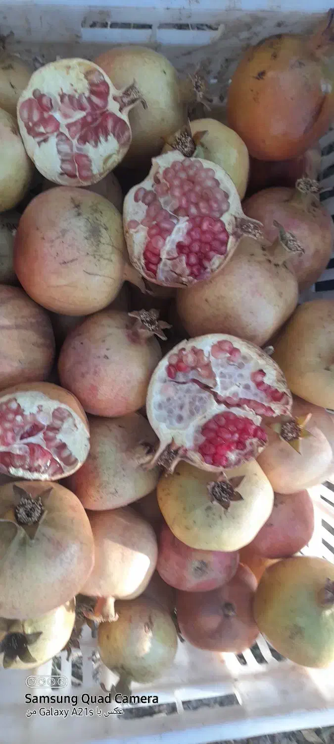 انار آبگیری|خوردنی و آشامیدنی|تفت, |دیوار