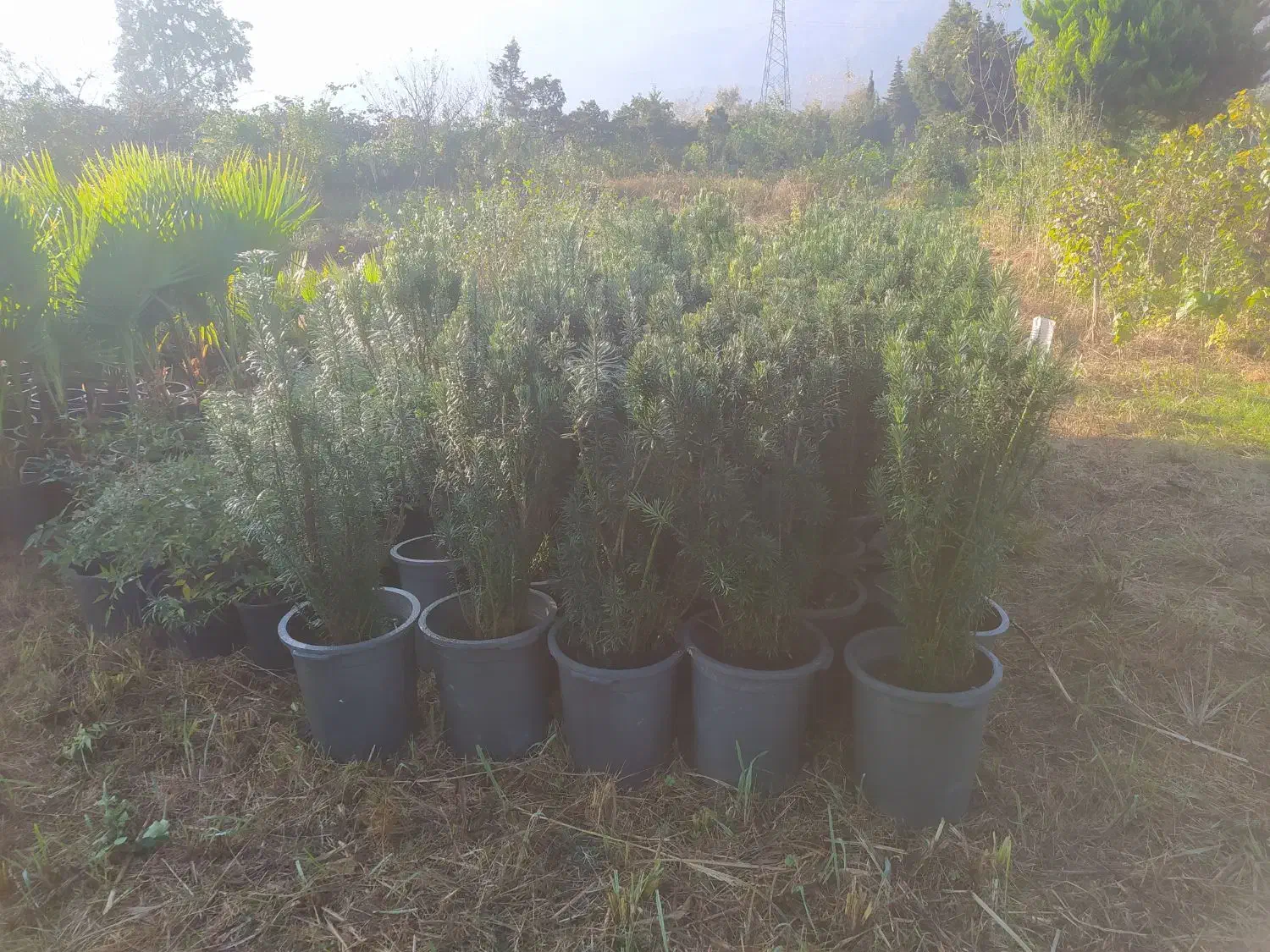 فروش تاکسوس، اناری،پالم واشنگتن و یاس توپی وصال ۴۲|گل و گیاه طبیعی|چابکسر, |دیوار