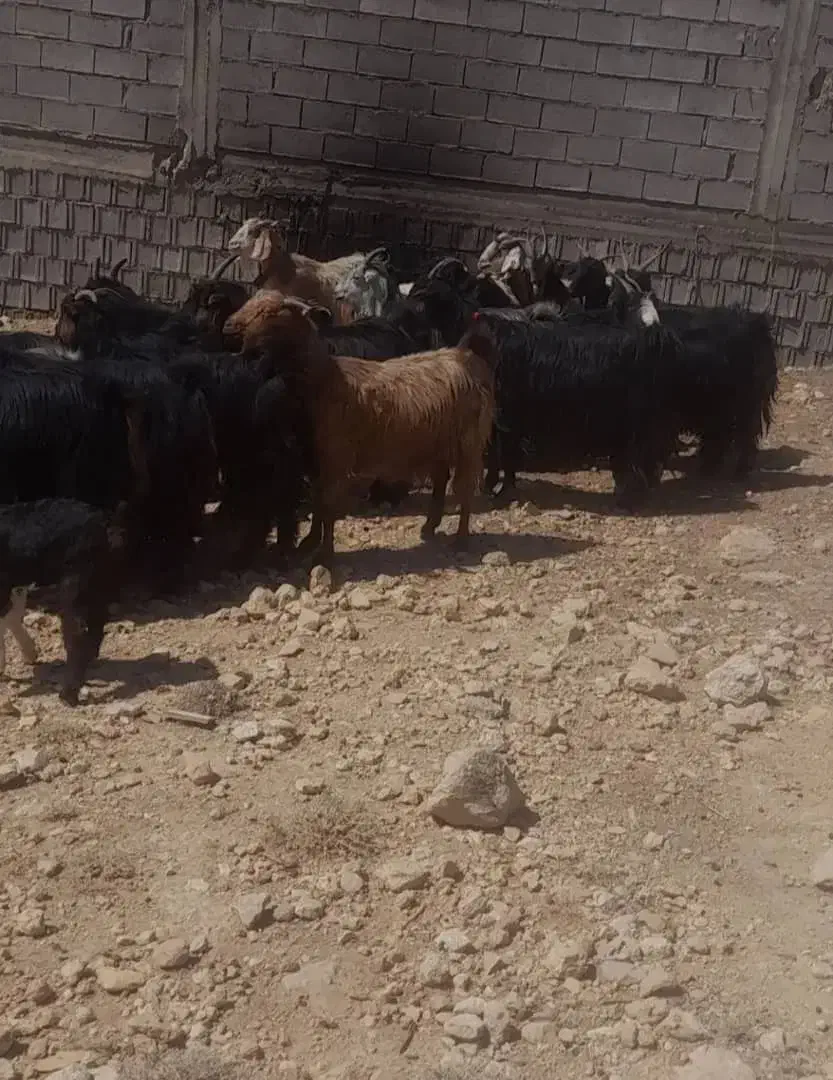 بز ابستن|حیوانات مزرعه|بندر گناوه, |دیوار