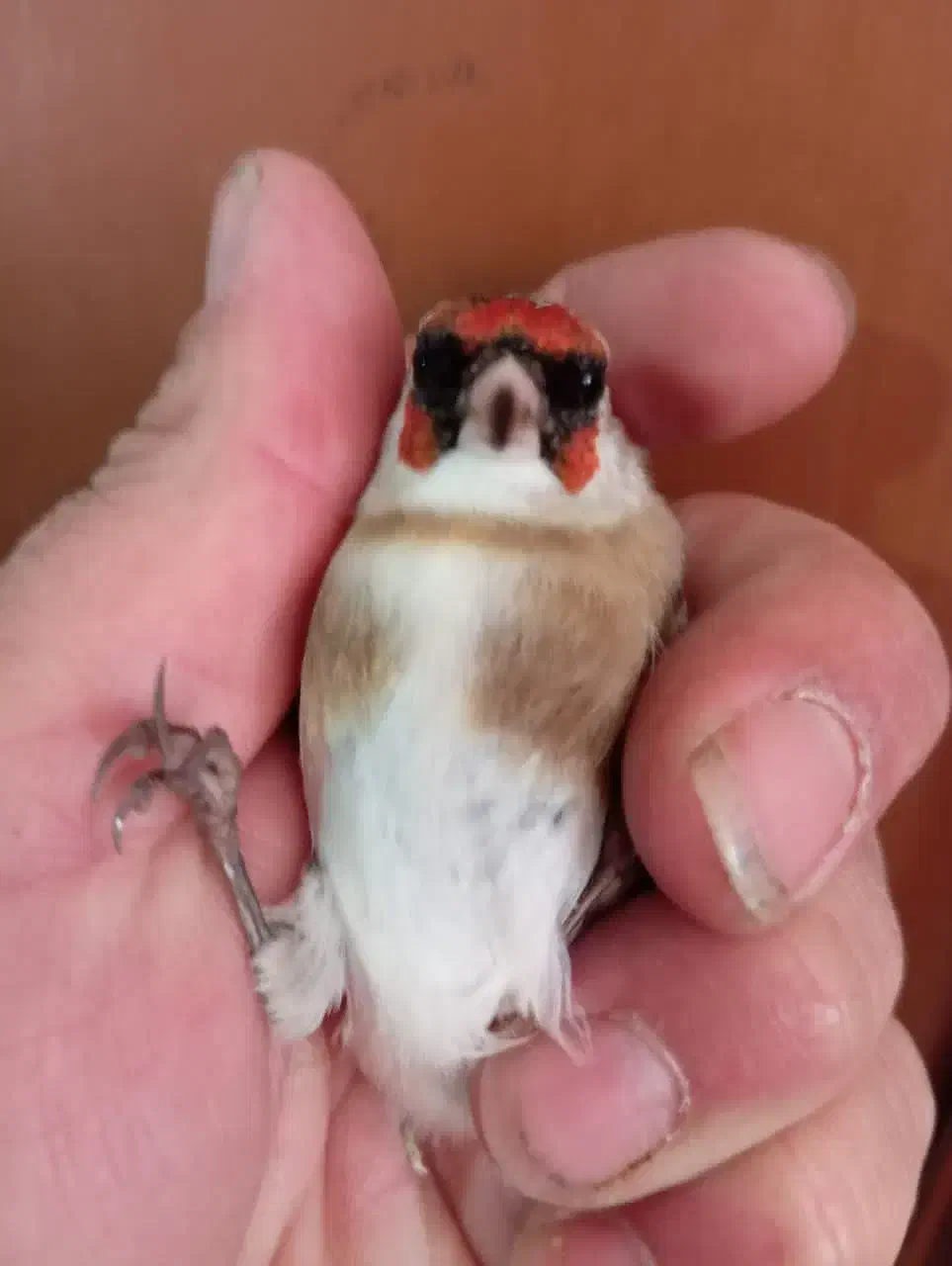 سهره چونه مهر خطی باز|پرنده|اردبیل, |دیوار