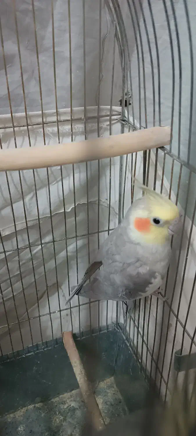 عروس هلندی نر و ماده|پرنده|سبزوار, امیر کبیر|دیوار