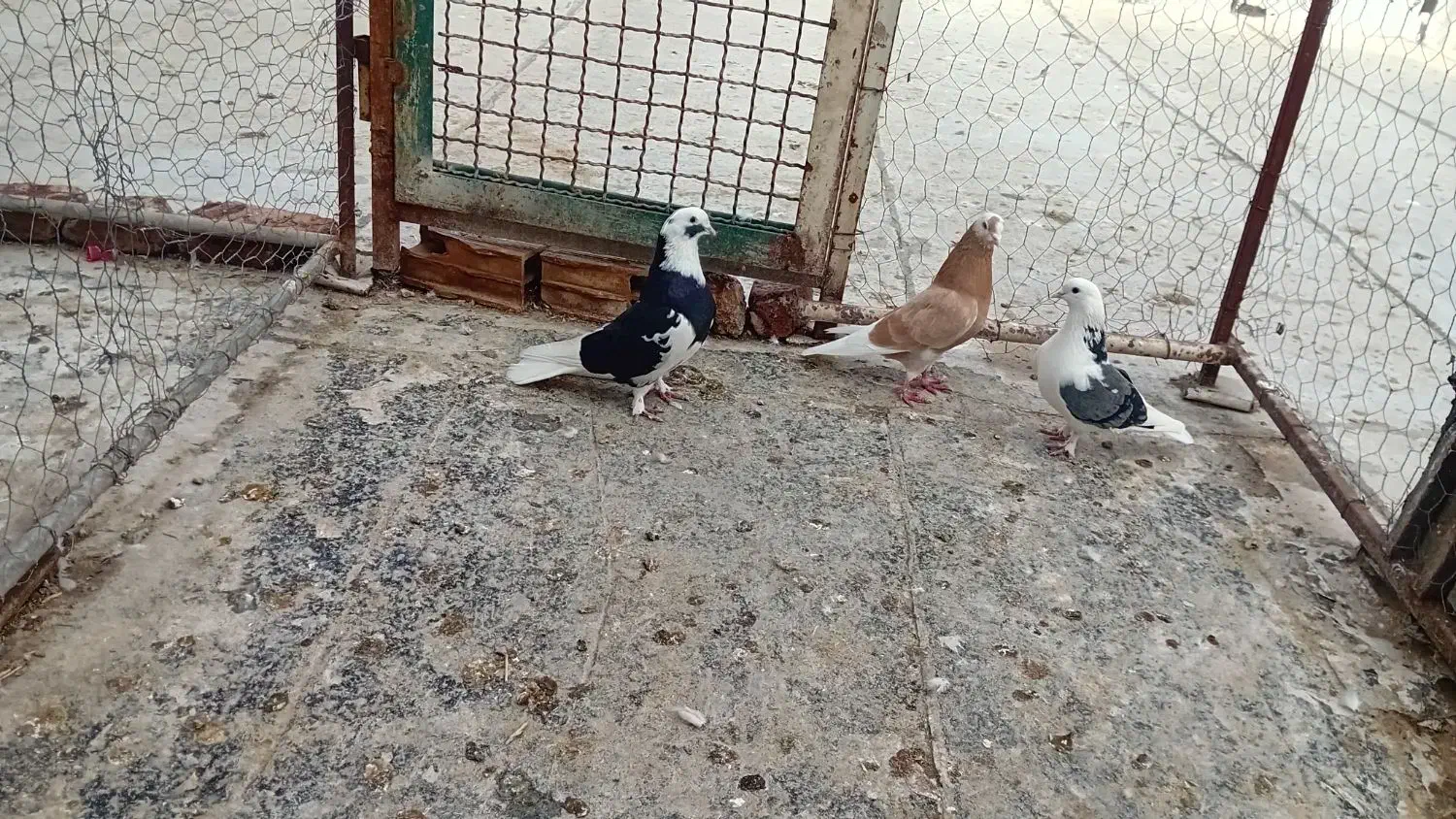 طوقی|پرنده|اردبیل, |دیوار