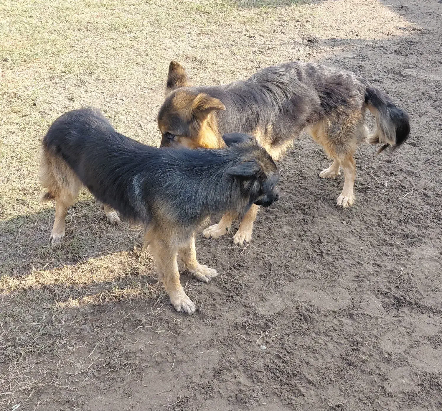 واگذاری رایگان|سگ|رودسر, |دیوار