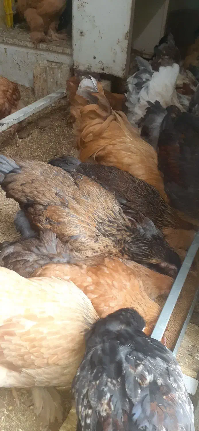 مرغو خروس برهما|حیوانات مزرعه|حبیب آباد, |دیوار