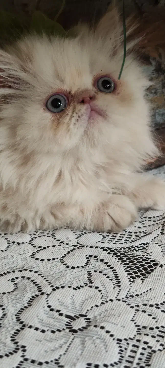 پرشین سوپرفلت دوماهه|گربه|کرمانشاه, |دیوار