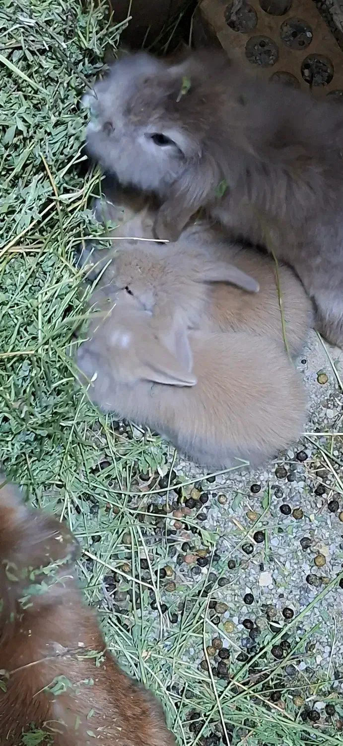 بچه خرگوش لوپ|موش و خرگوش|تهران, مشیریه|دیوار