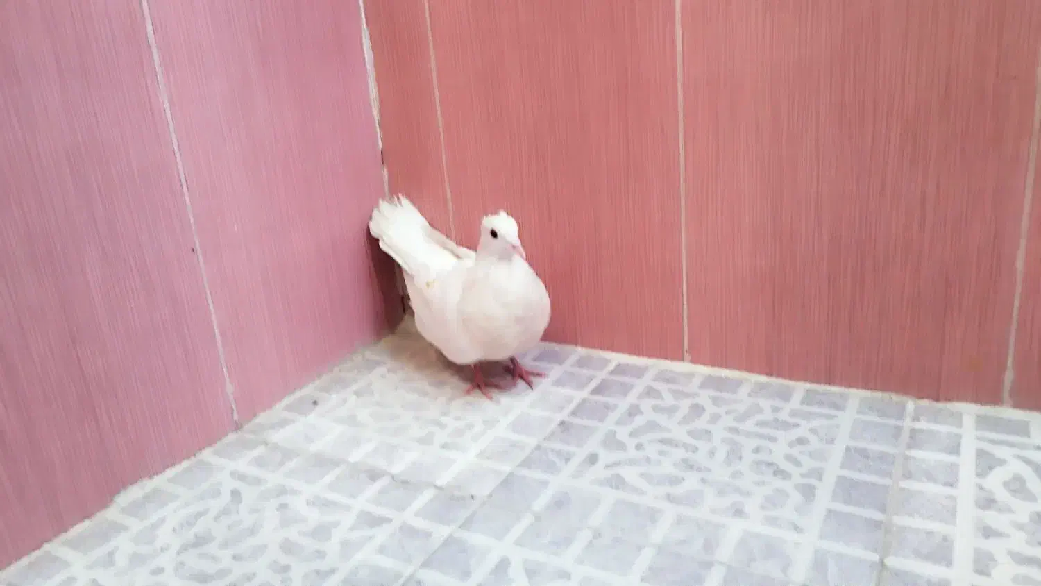 کفتر|پرنده|دهدشت, |دیوار