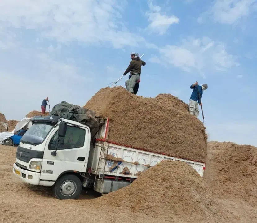 سفال، کاه نیشکر فله خوراک دام باگاس خوراکی|لوازم جانبی حیوانات|رباطکریم, رباطکریم|دیوار