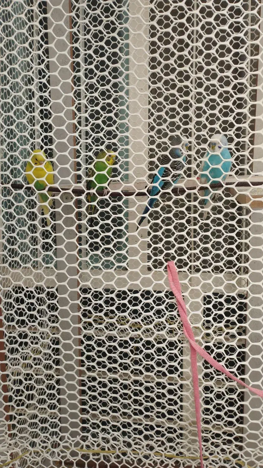 چهار عدد مرغ عشق|پرنده|دهلران, |دیوار