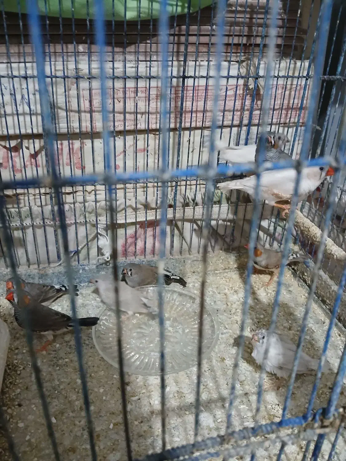 فنج|پرنده|قم, شاه ابراهیم|دیوار