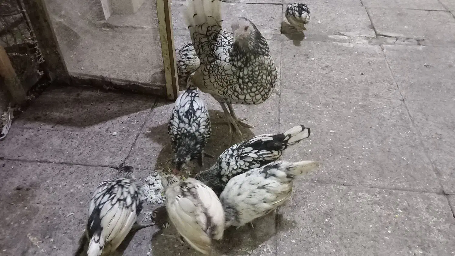 سیبرایت یکساله|حیوانات مزرعه|رشت, نخودچر|دیوار