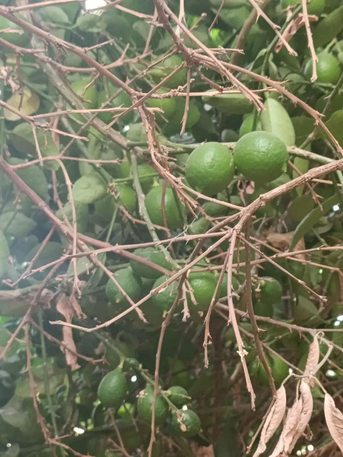 سیمکارت|سیمکارت|جهرم, |دیوار