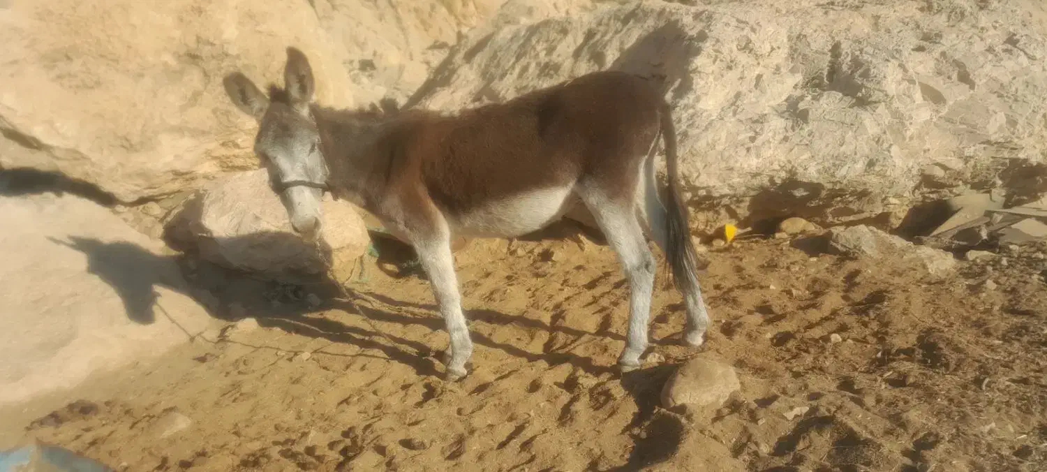 الاغ|حیوانات مزرعه|دوگنبدان, |دیوار