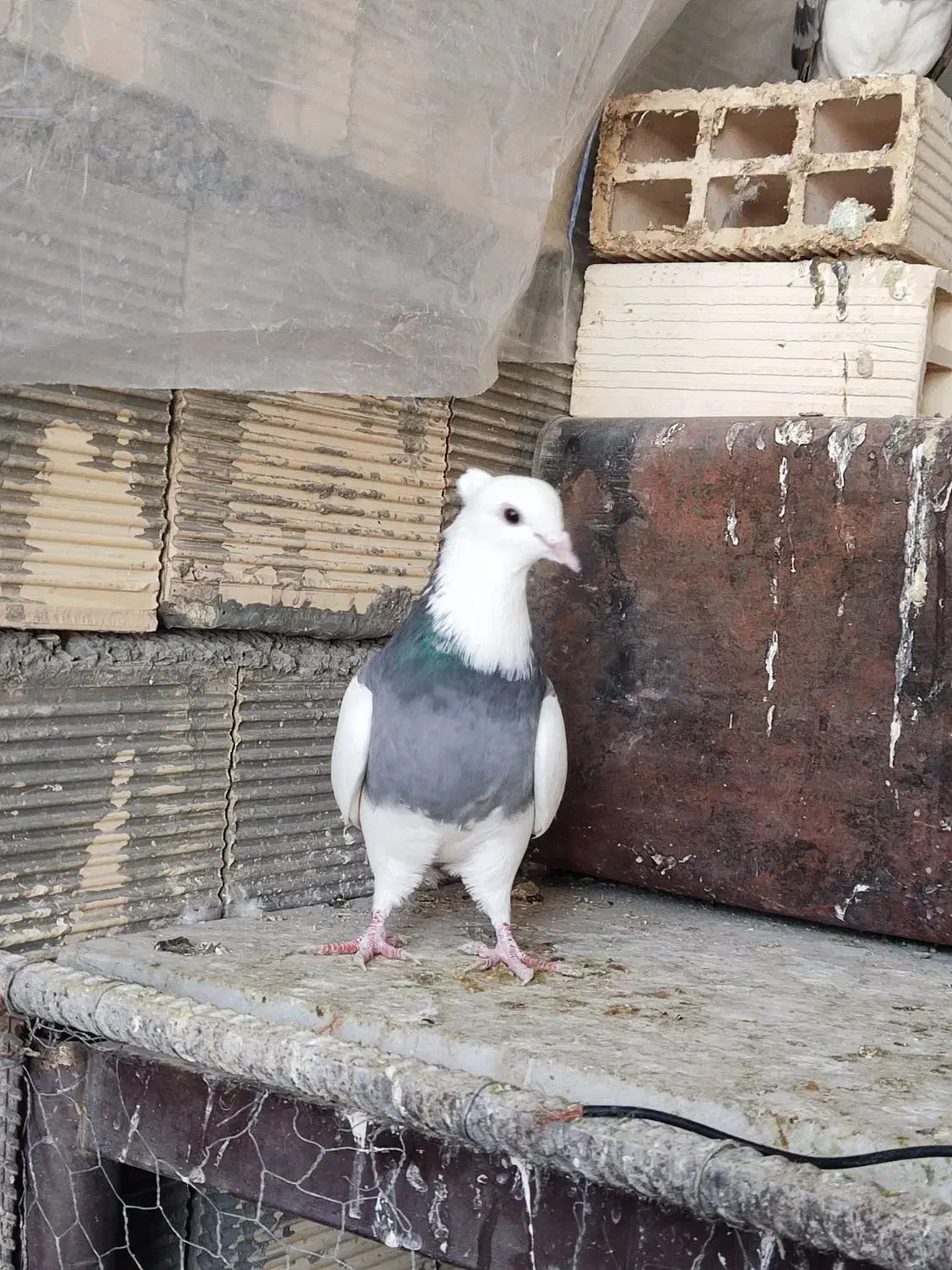 کبوتر طوقی|حیوانات|اصفهان, ملکشهر|دیوار