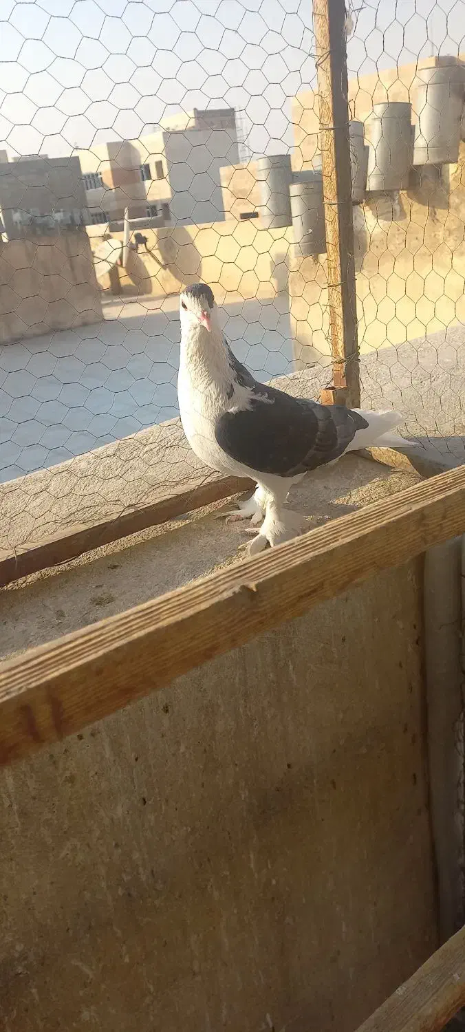 کبوتر چادری بسیار زیبا وسالم|پرنده|تهران, گلچین|دیوار