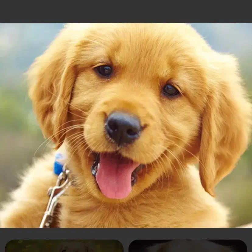 واگذاری سگ قبول میکنم|سگ|ایلام, |دیوار