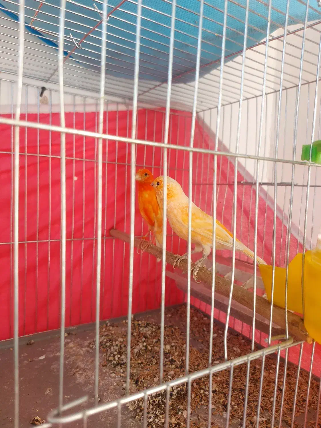 قناری|پرنده|مبارکه, |دیوار