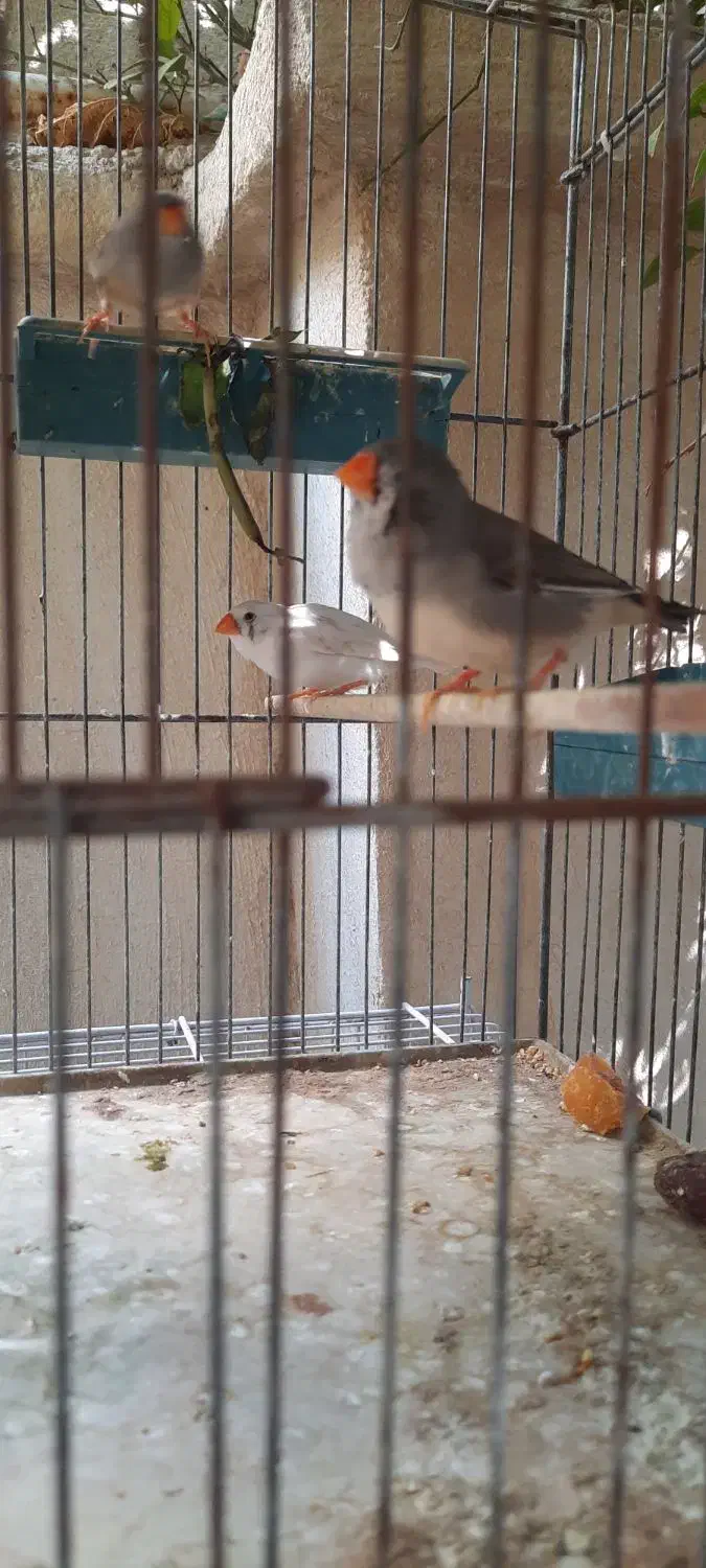 فنچ مصری سیلور و زبرا|پرنده|بوشهر, |دیوار