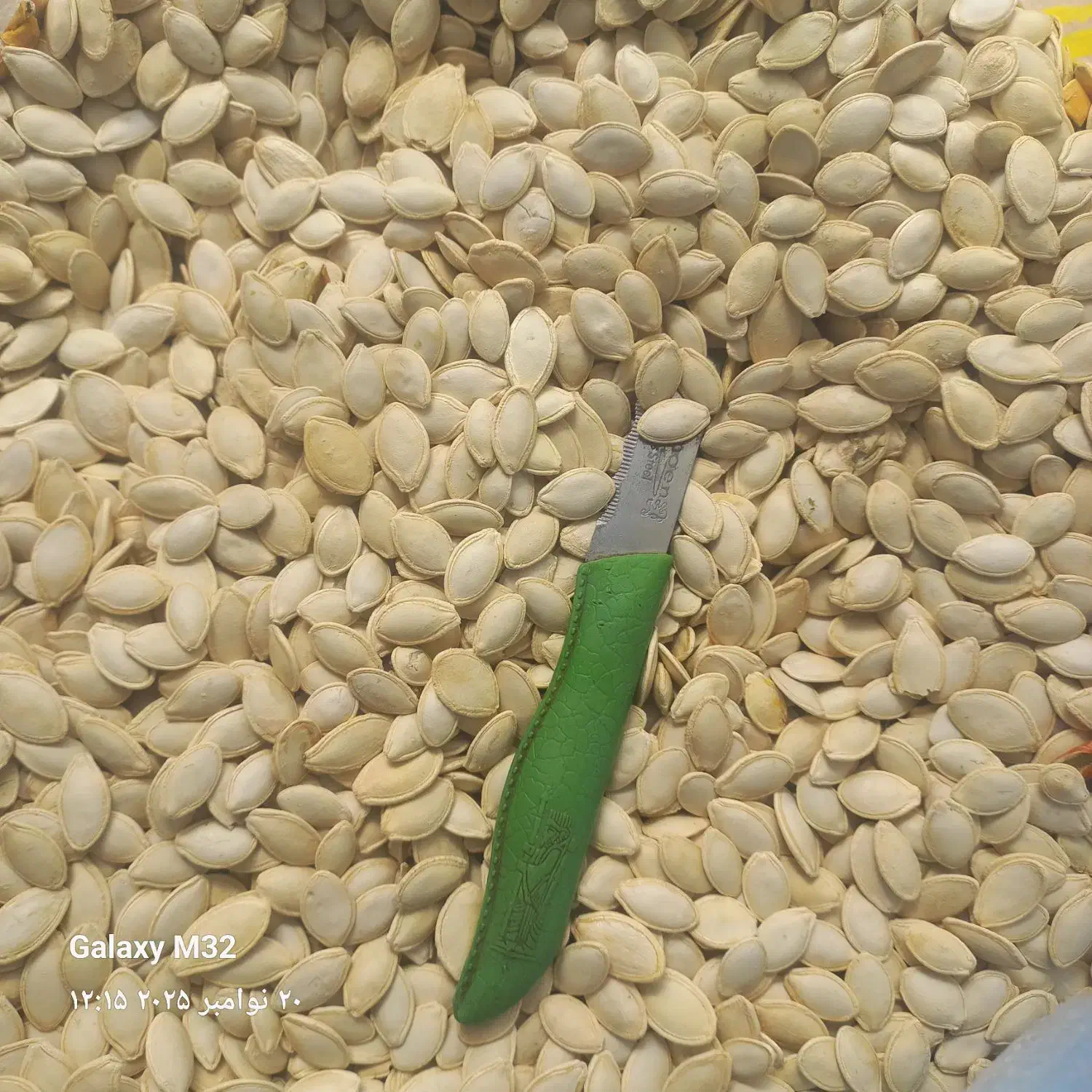 تخمه کدو گوشتی ۳۲۰ نقدی|عمدهفروشی|بهمن صغاد, |دیوار