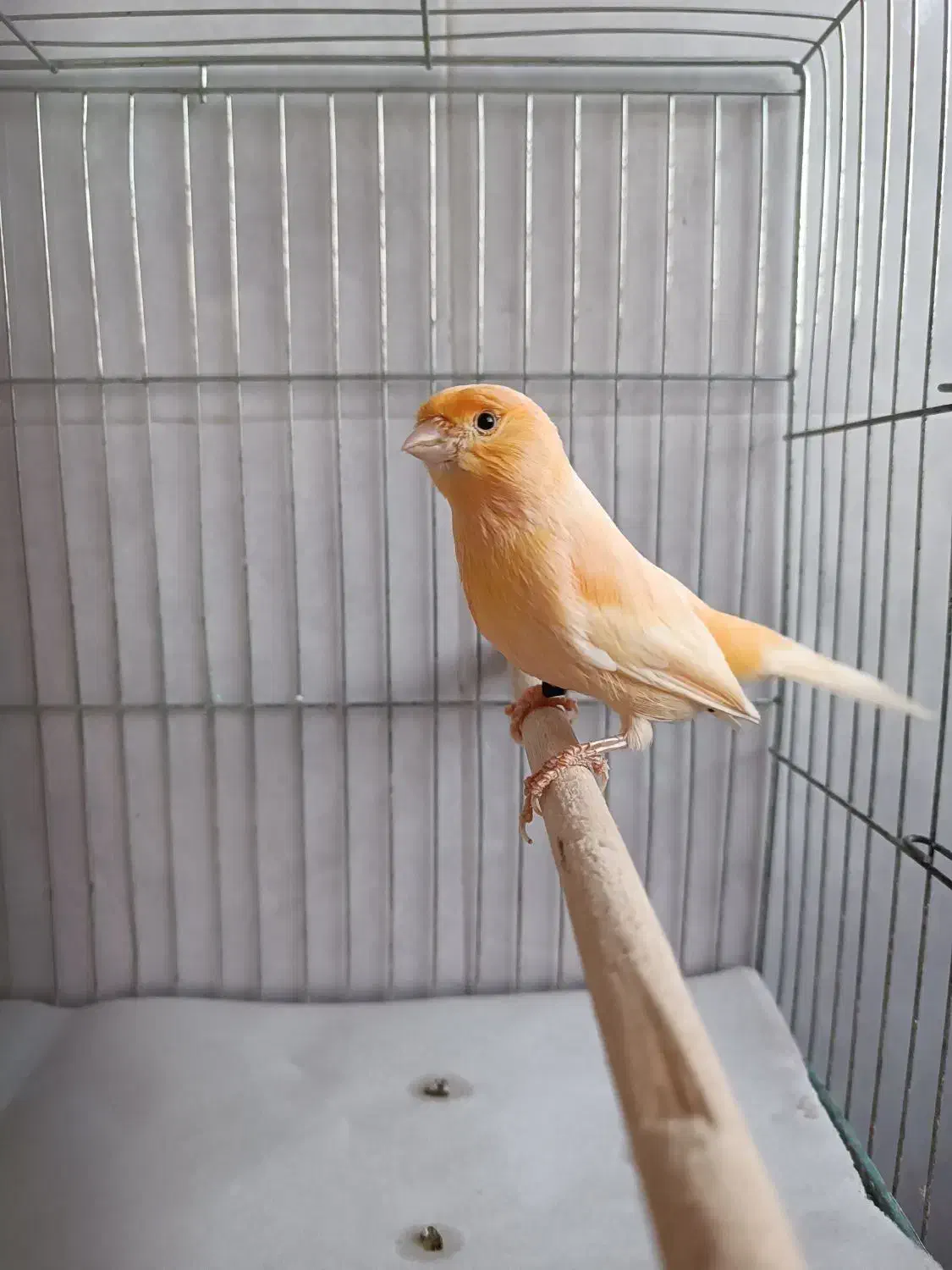 قناری نر موزاییکی|پرنده|لاهیجان, گلستان|دیوار