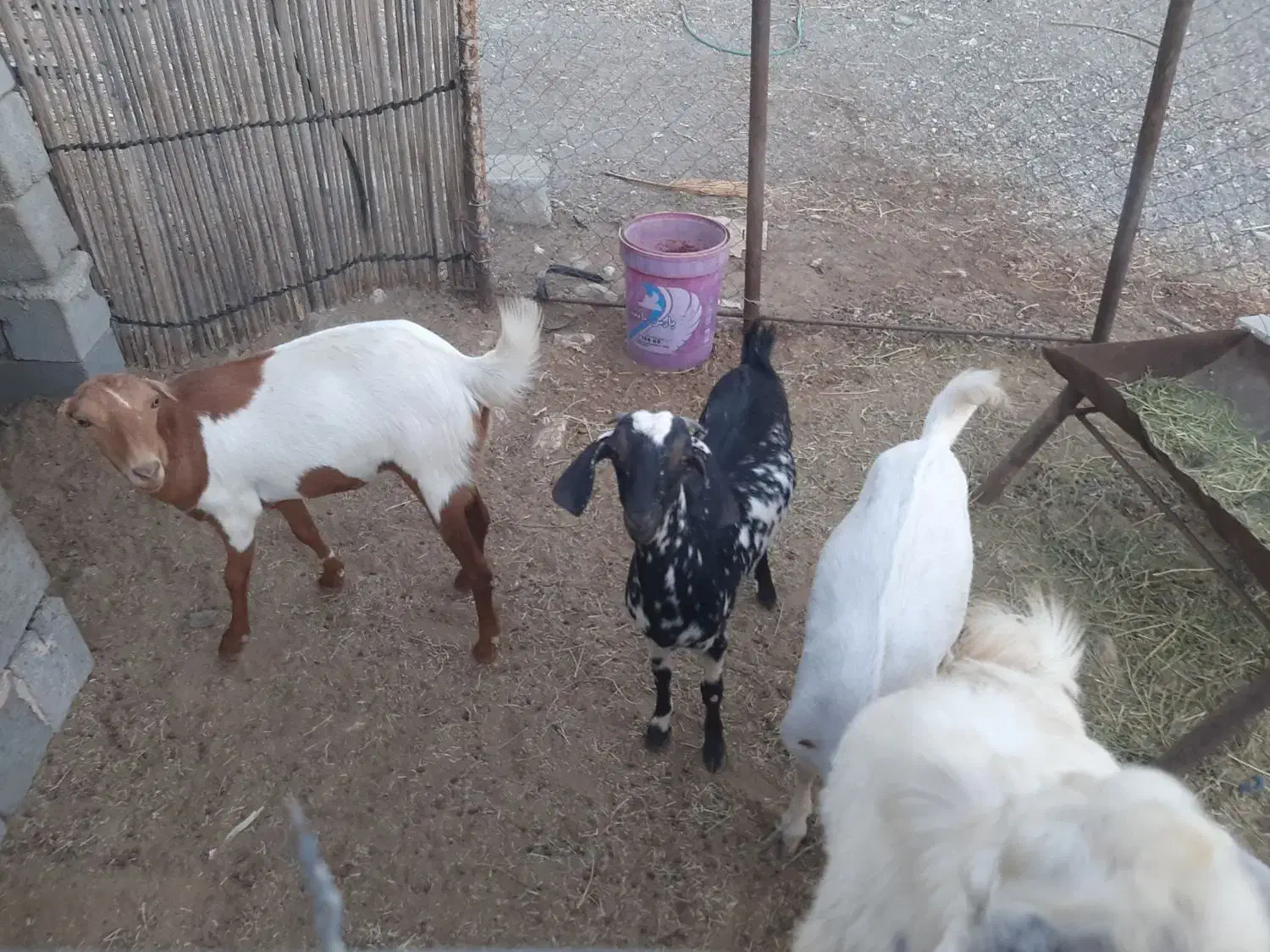 بز داشتی|حیوانات مزرعه|رودان, |دیوار