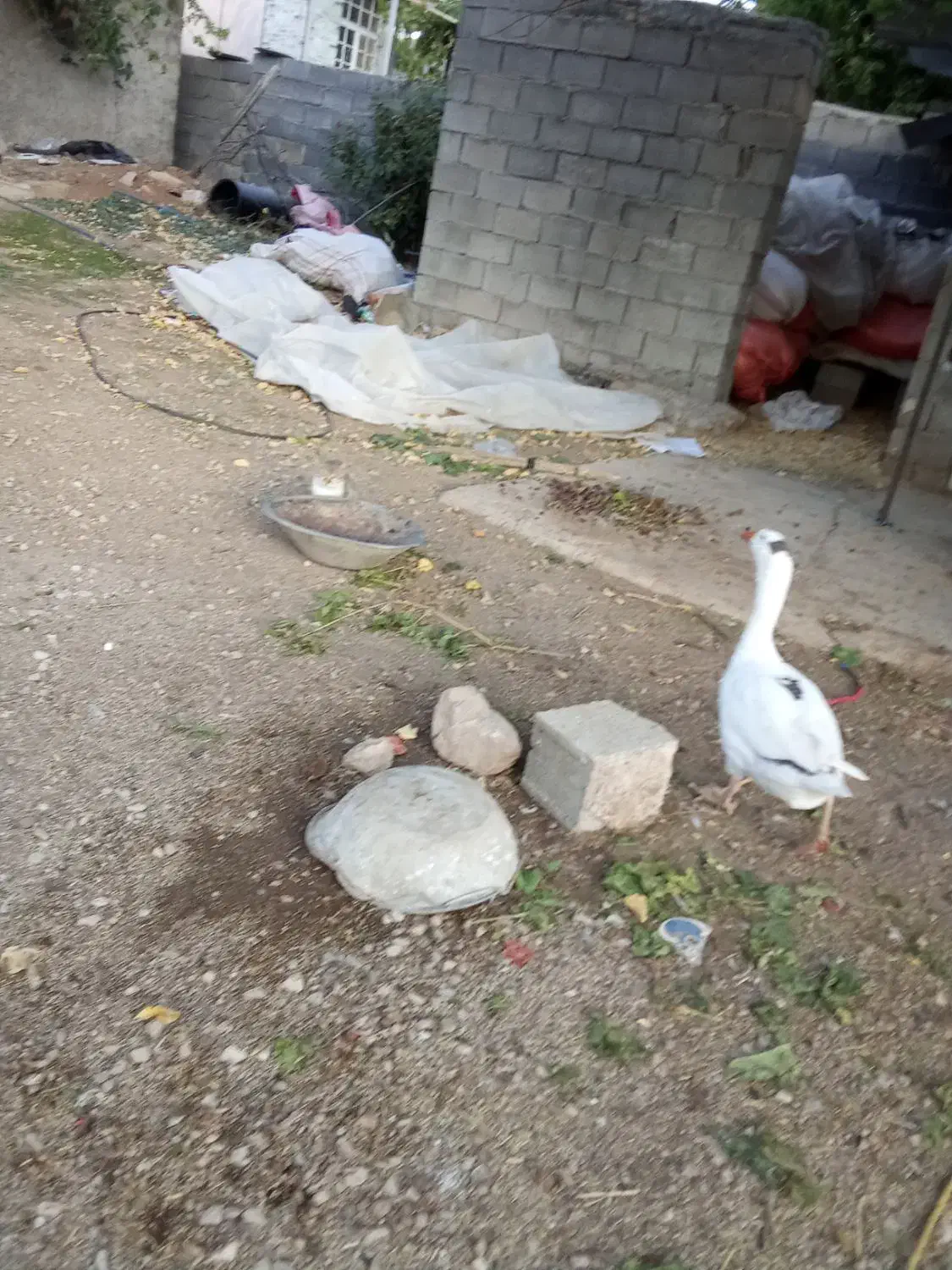 فروش پرنده ماده غاز|حیوانات مزرعه|یاسوج, |دیوار