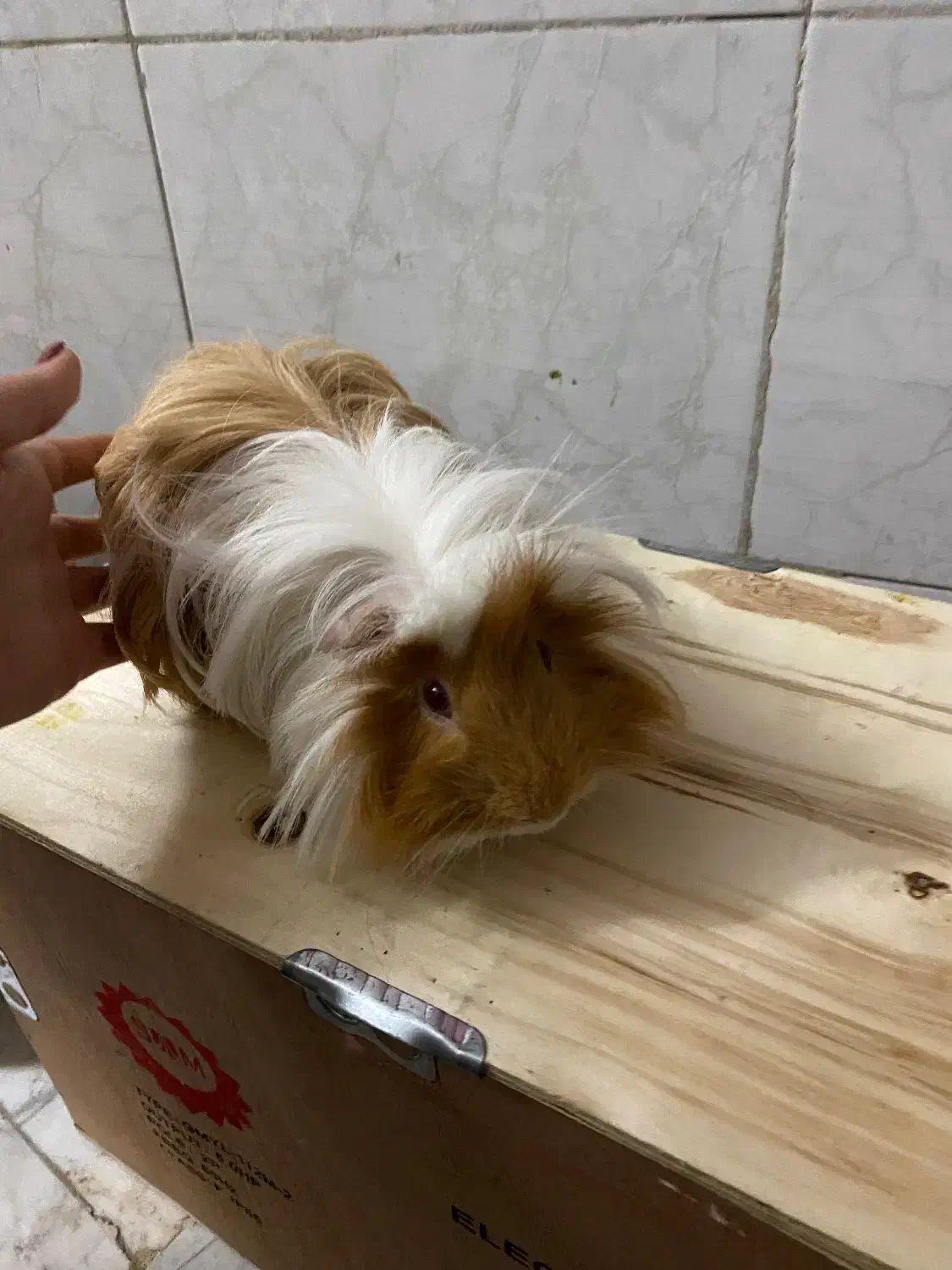 خوکچه‌هندی‌مو‌بلند|موش و خرگوش|آفتاب, |دیوار