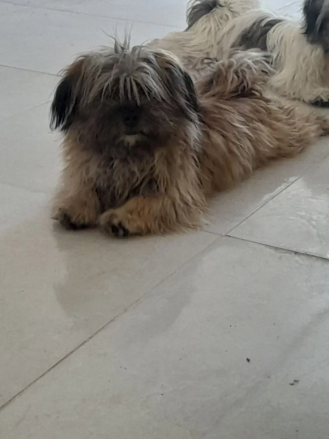 اشپیز تریر|سگ|شیراز, دباغ خانه|دیوار