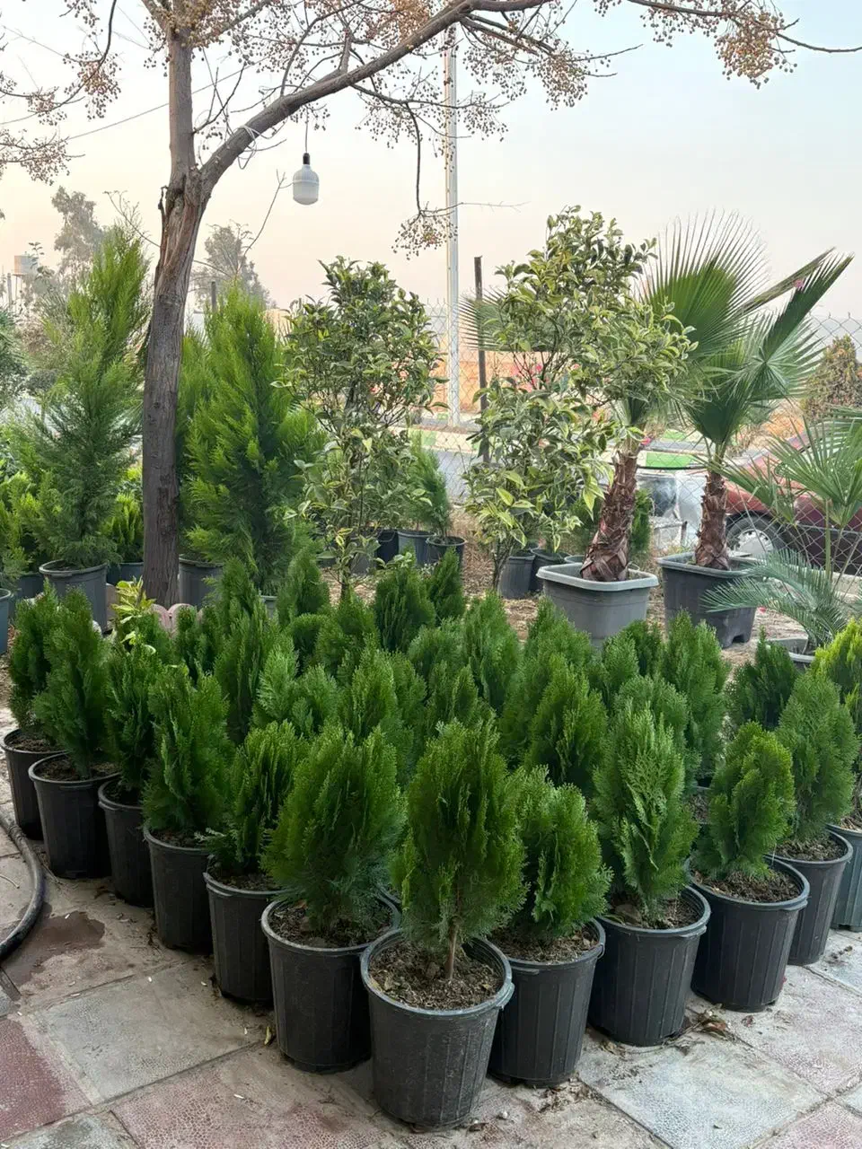 پالم سیکاس مورت شمشاد لگستروم لاوسون و کامیس|خدمات باغبانی و درختکاری|پیشوا, |دیوار