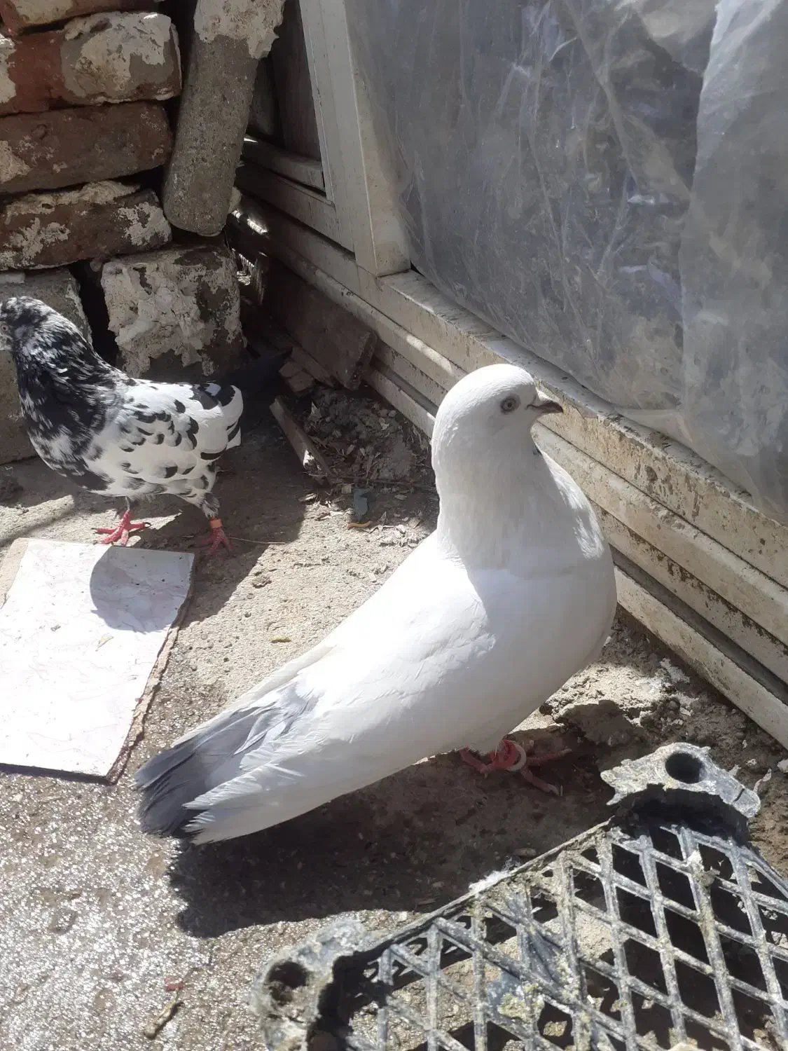 کفتر|پرنده|سردشت, |دیوار