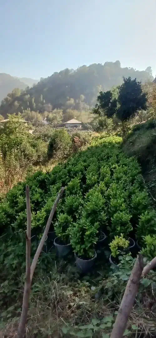 گلدانی|گل و گیاه طبیعی|رحیمآباد, |دیوار