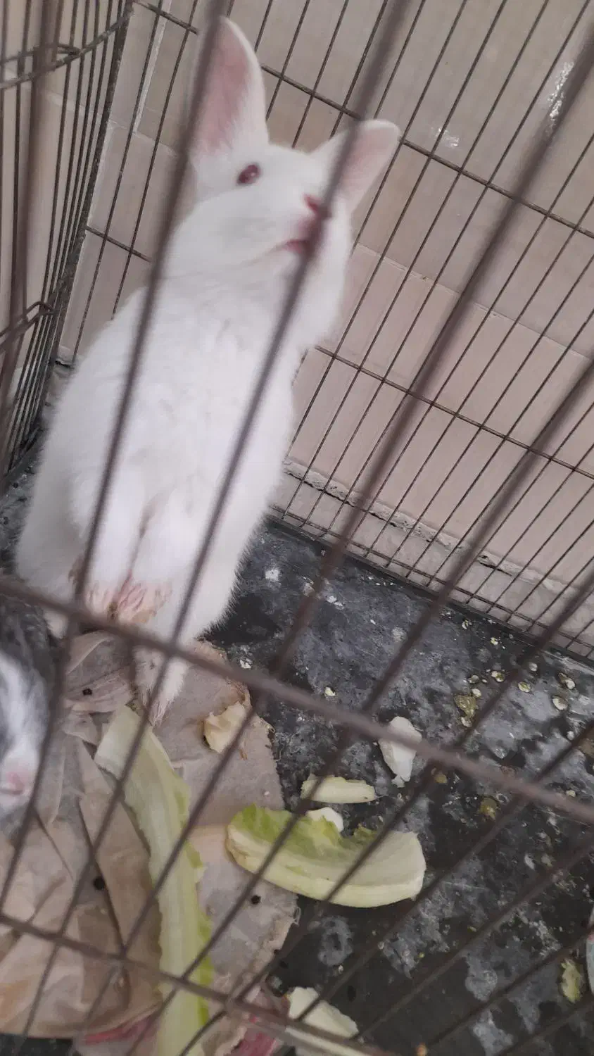 یک خرگوش کوچک زرنگ|موش و خرگوش|یزد, |دیوار