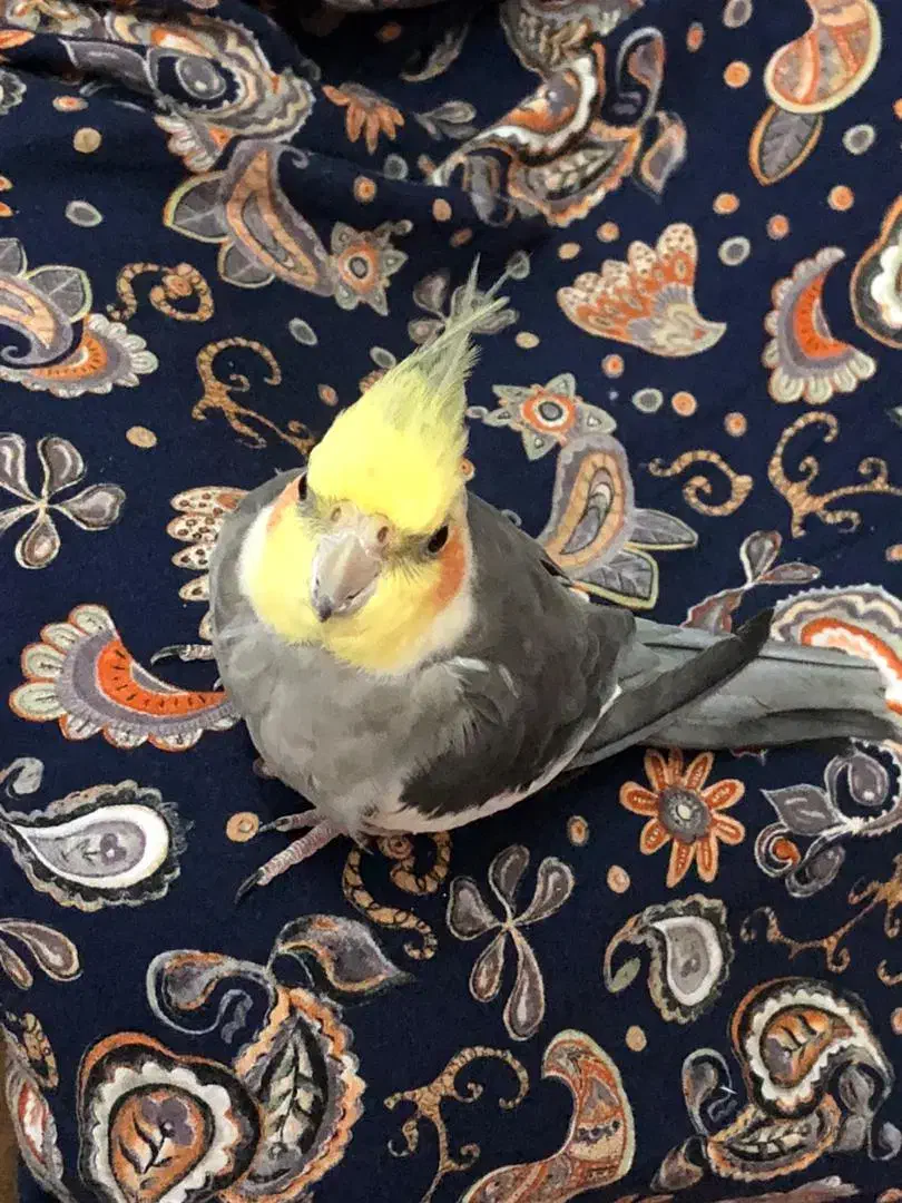 عروس هلندی|پرنده|رشت, تازه آباد|دیوار